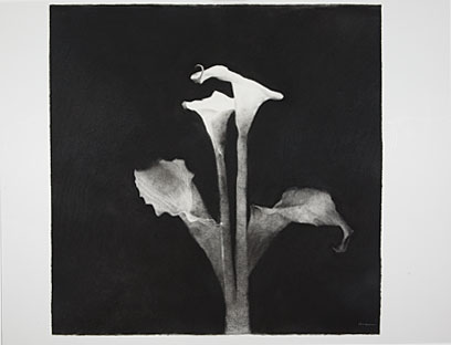 Calla Lillies